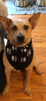 City Roots in Boots Bandana